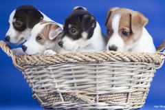 ЯКартинка.РФ-2560х1440.-Милые-собаки-76