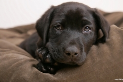 ЯКартинка.РФ-2560х1440.-Милые-собаки-77