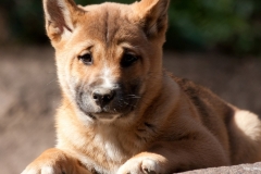 ЯКартинка.РФ-2560х1440.-Милые-собаки-79