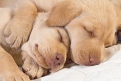 ЯКартинка.РФ-2560х1440.-Милые-собаки-8