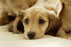 ЯКартинка.РФ-2560х1440.-Милые-собаки-80