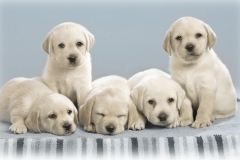 ЯКартинка.РФ-2560х1440.-Милые-собаки-82