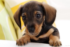 ЯКартинка.РФ-2560х1440.-Милые-собаки-83