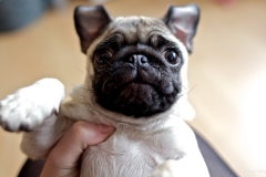 ЯКартинка.РФ-2560х1440.-Милые-собаки-84