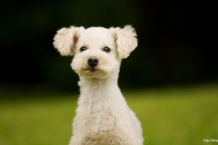 ЯКартинка.РФ-2560х1440.-Милые-собаки-85