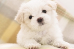 ЯКартинка.РФ-2560х1440.-Милые-собаки-87