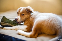 ЯКартинка.РФ-2560х1440.-Милые-собаки-88