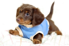 ЯКартинка.РФ-2560х1440.-Милые-собаки-89