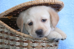 ЯКартинка.РФ-2560х1440.-Милые-собаки-9