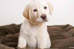 ЯКартинка.РФ-2560х1440.-Милые-собаки-90