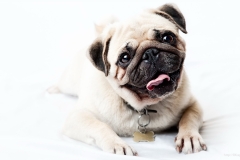 ЯКартинка.РФ-2560х1440.-Милые-собаки-91