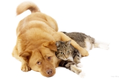 ЯКартинка.РФ-2560х1440.-Милые-собаки-92