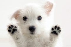 ЯКартинка.РФ-2560х1440.-Милые-собаки-93