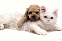 ЯКартинка.РФ-2560х1440.-Милые-собаки-94