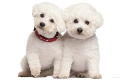 ЯКартинка.РФ-2560х1440.-Милые-собаки-97