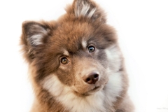 ЯКартинка.РФ-2560х1440.-Милые-собаки-98