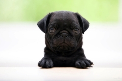 ЯКартинка.РФ-2560х1440.-Милые-собаки-99