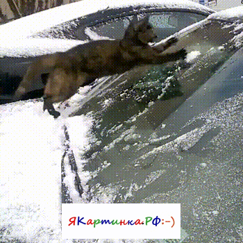 Живые дворники