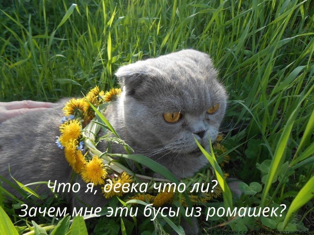 кот мем