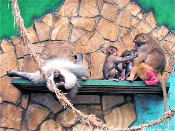 Современная семья