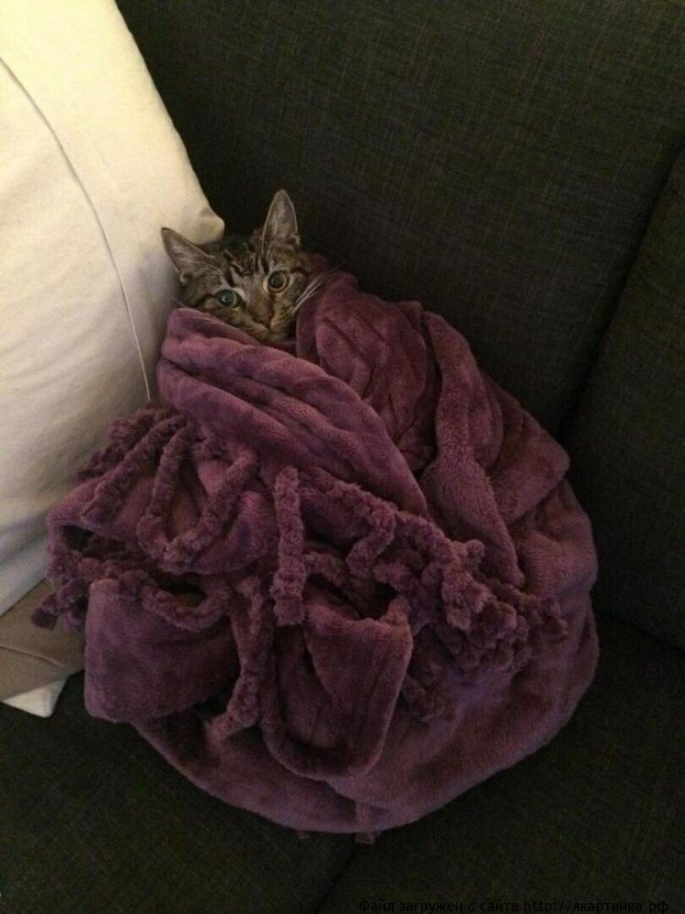 Коты в ноябре