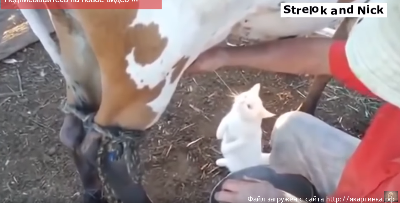 Приколы новые 2017 улётная подборка смотреть всем супер!!!