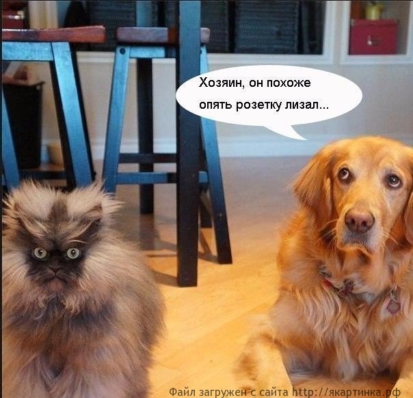 Кот и электричество