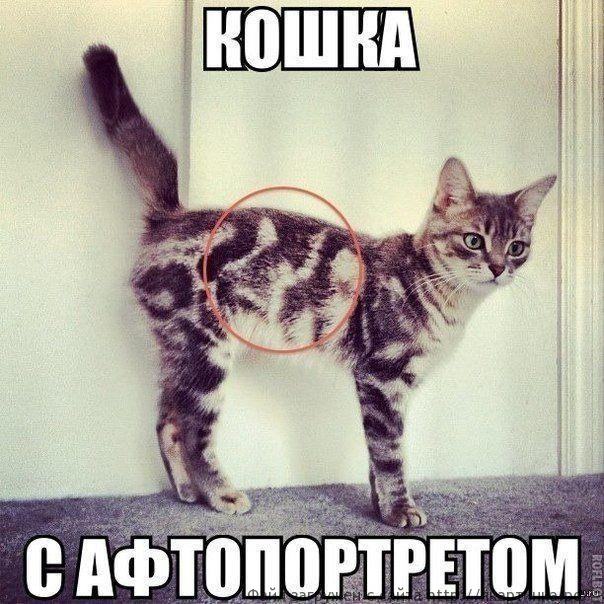 Кошка с автопортретом