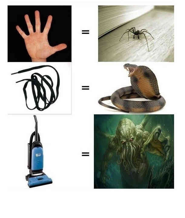 Как коты видят мир