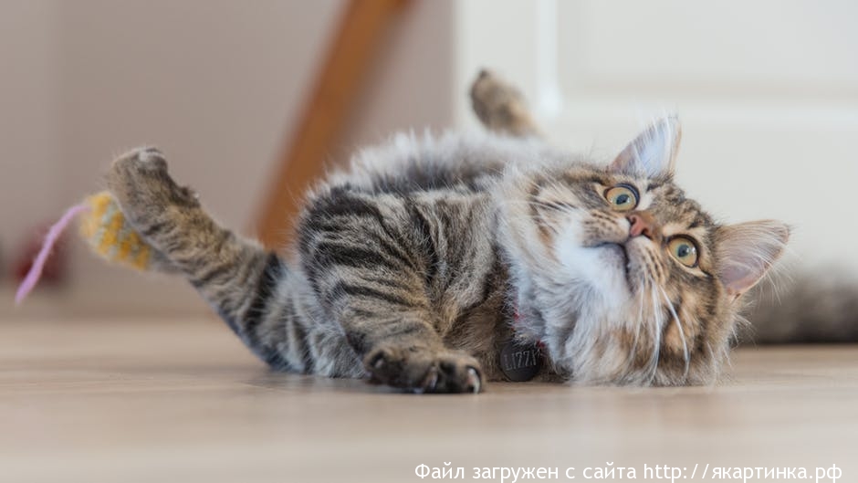 дневник кота домового