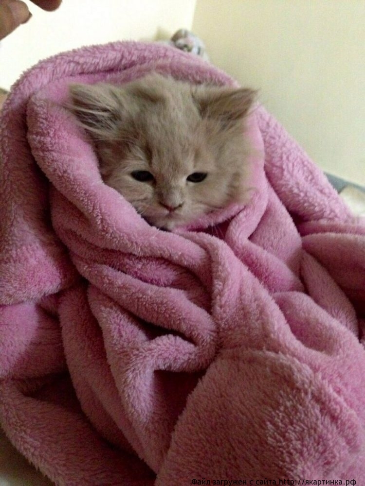 Коты в ноябре