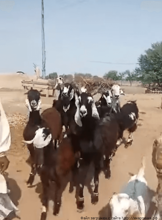 Модные ребята отрываются