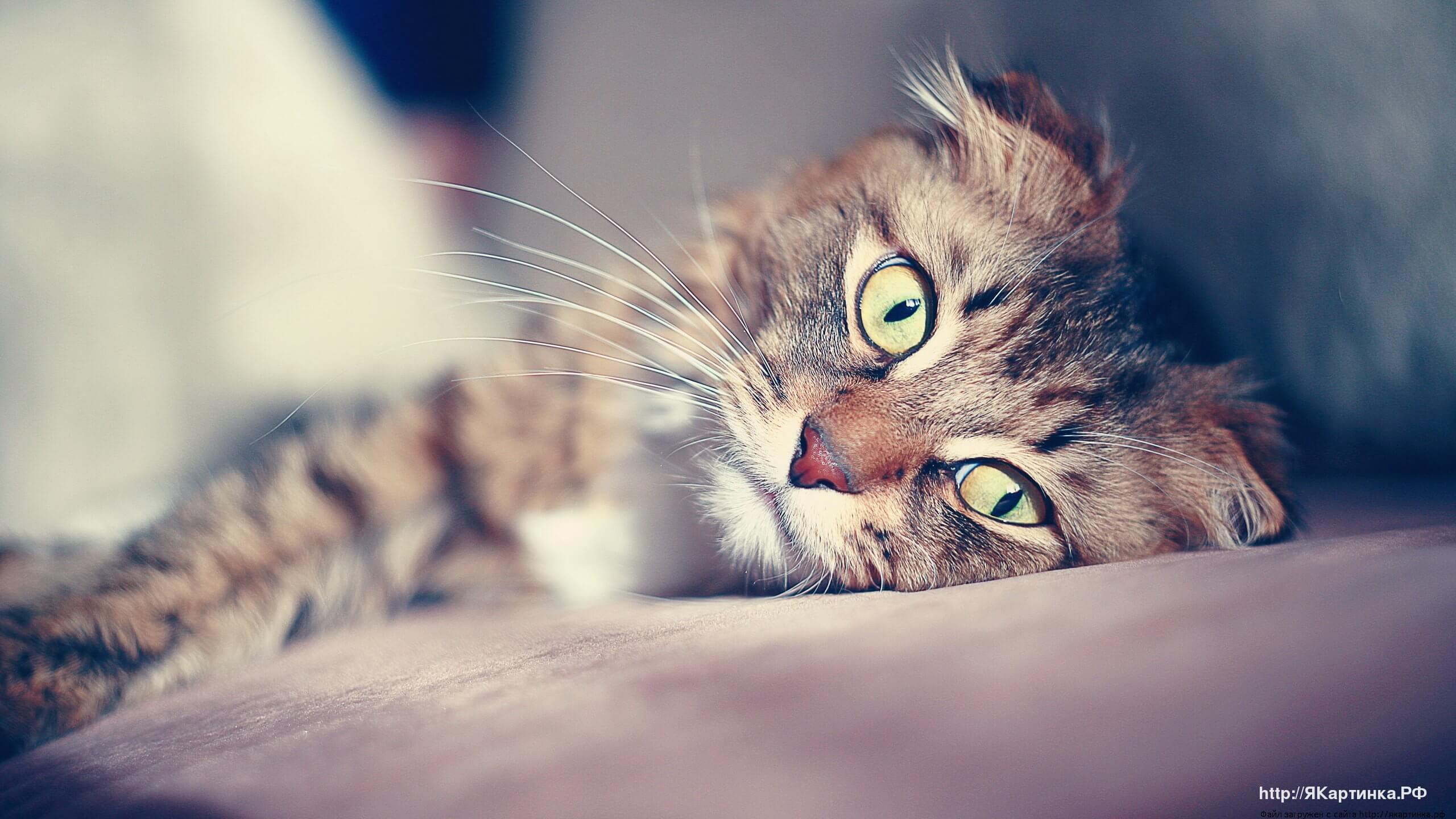 Коты и кошки