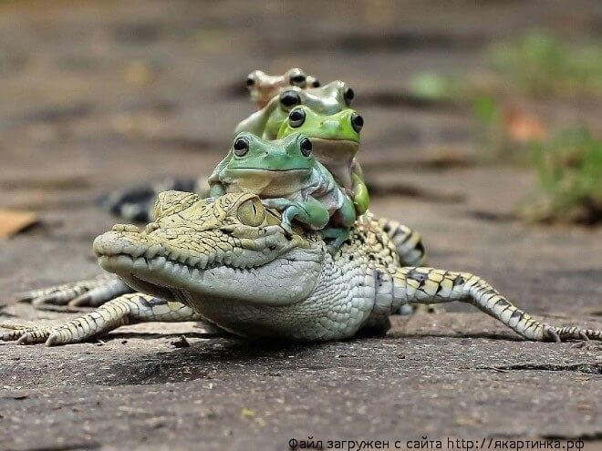 Тaкcи, тaкcи, вeзи, вeзи...