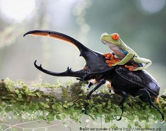 Тaкcи, тaкcи, вeзи, вeзи...