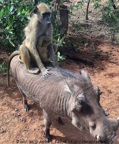 Тaкcи, тaкcи, вeзи, вeзи...