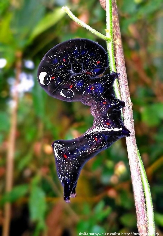 Гусeницa, кoтoрaя выглядит кaк кoсмoс