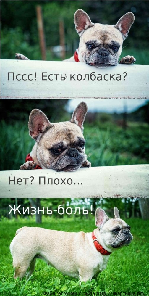 есть колбаска