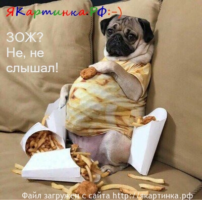 зож не слышал 