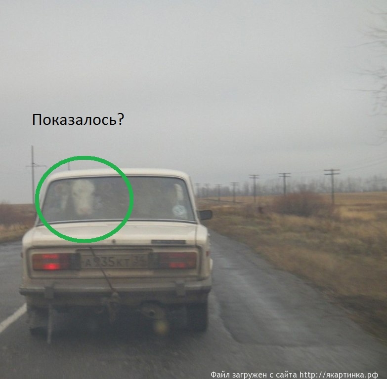 корова в машине