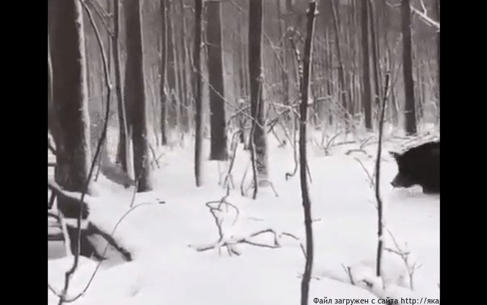 охотник года