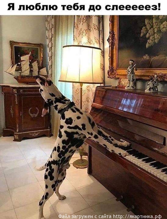 Я люблю тебя до слёз