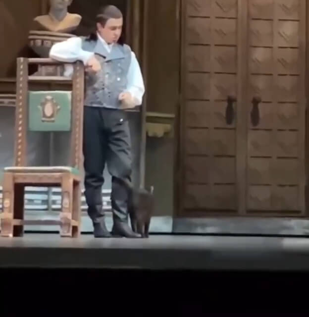 Кот в театре Турции Кот в театре Турции