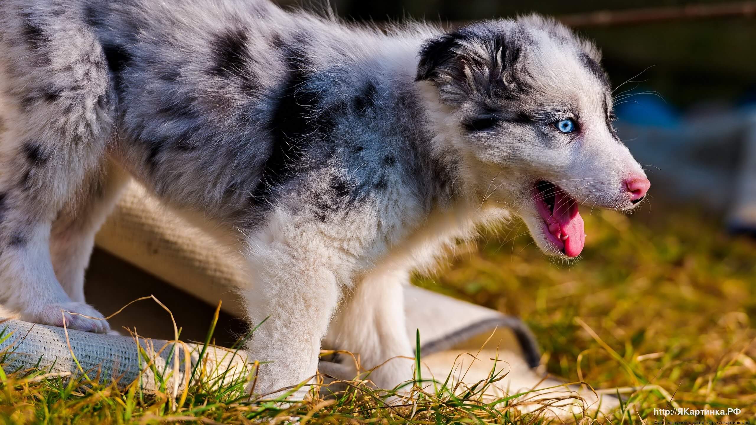 Милые собаки