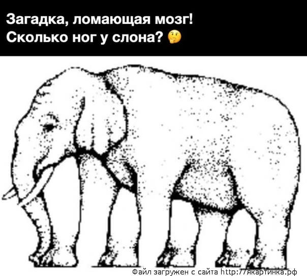 Слон загадка