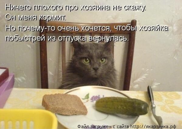 Кошачья еда