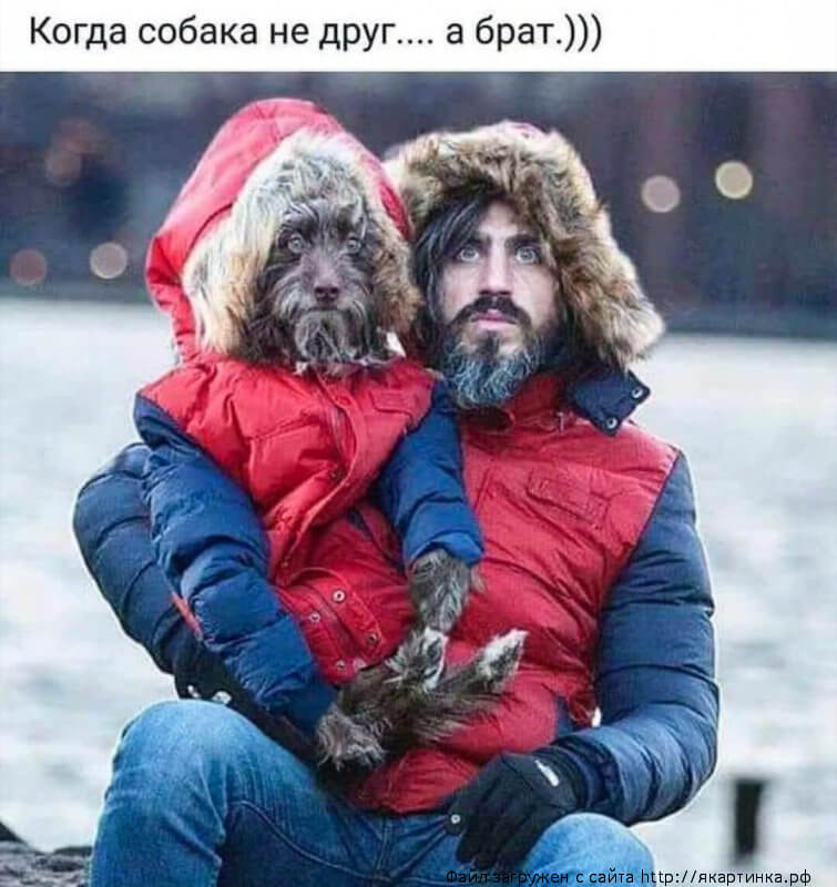 Когда собака не друг, а..... Когда собака не друг а